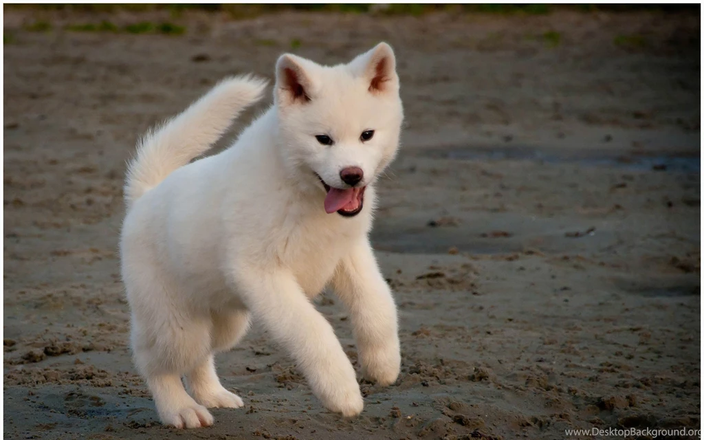 White Akita Inu On The Sand Photo And Wallpaper. Beautiful White ...
