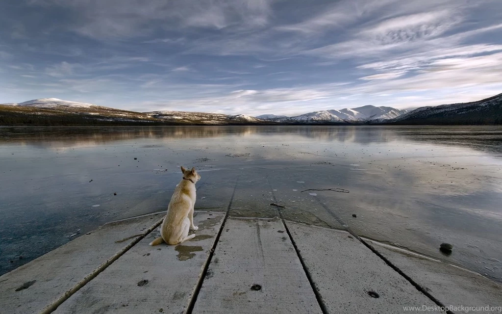 Akita Inu On The Lake Photo And Wallpaper. Beautiful Akita Inu On ...
