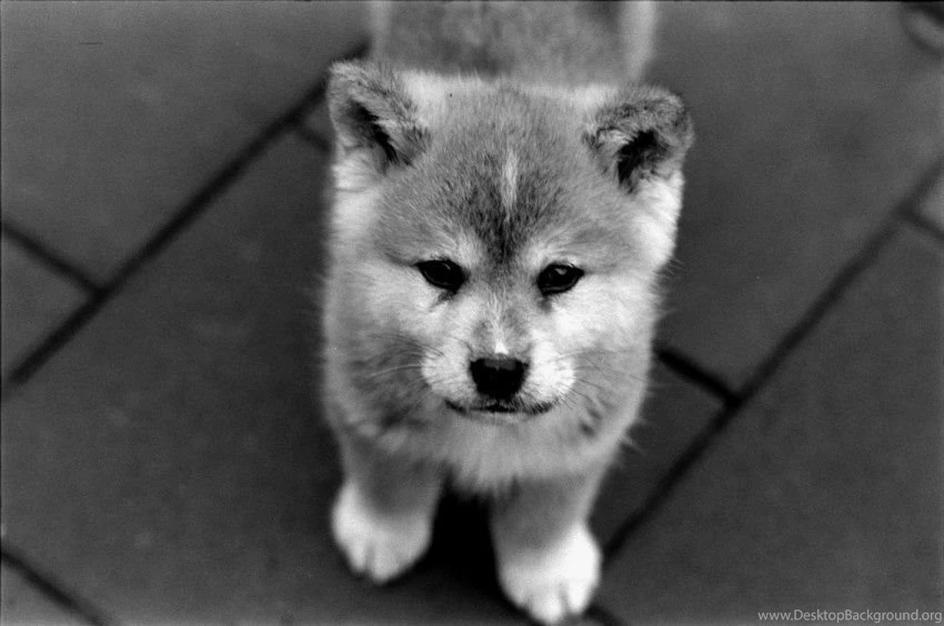 My Little AKITA INU By Kakaoconad On DeviantArt