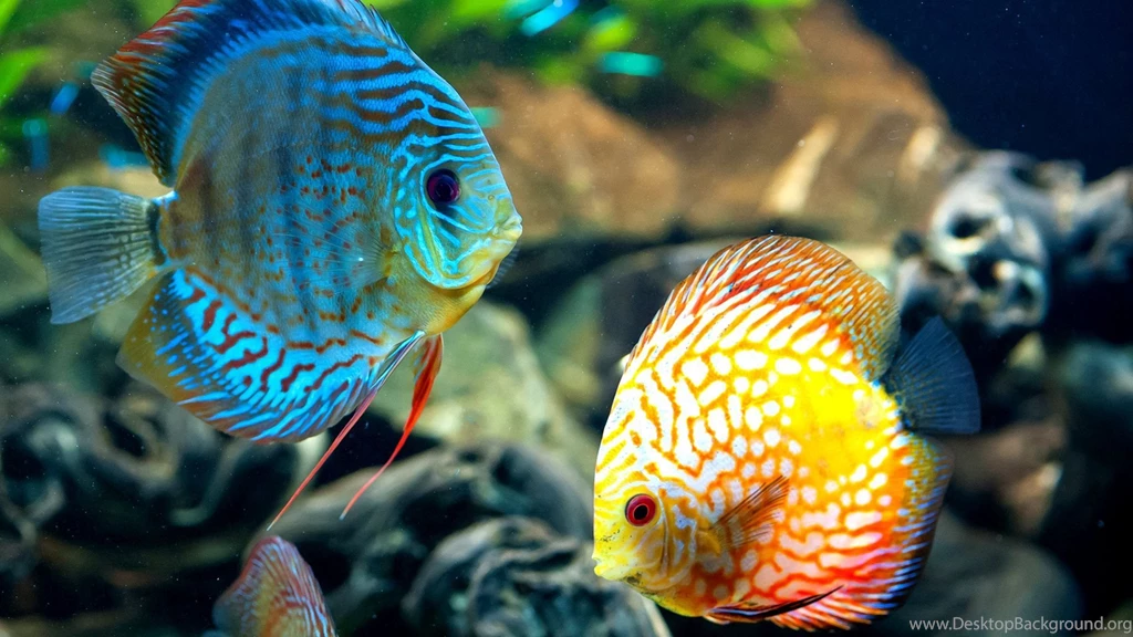 Coral Reef Fish Wallpapers HD 1080p For Desktop
