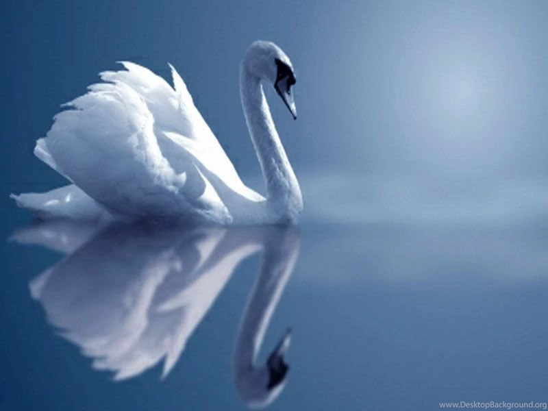 New Desktop Animal Wallpapers Free Download