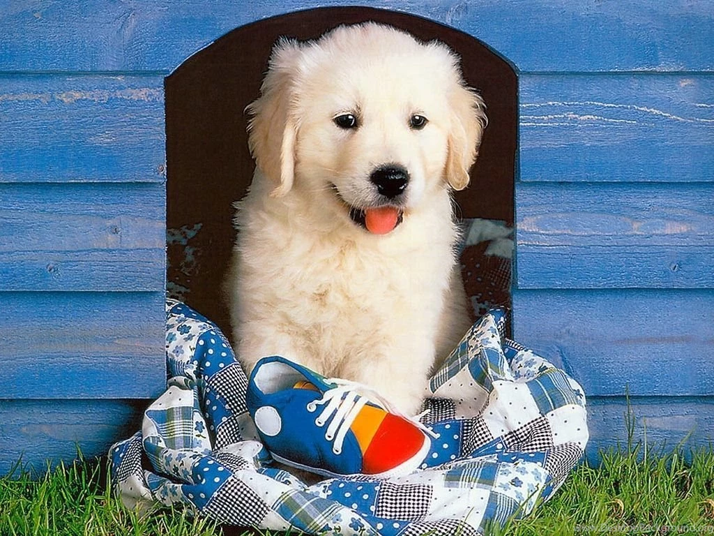 Golden Retriever Puppies Wallpapers Desktop Www Proteckmachinery ...