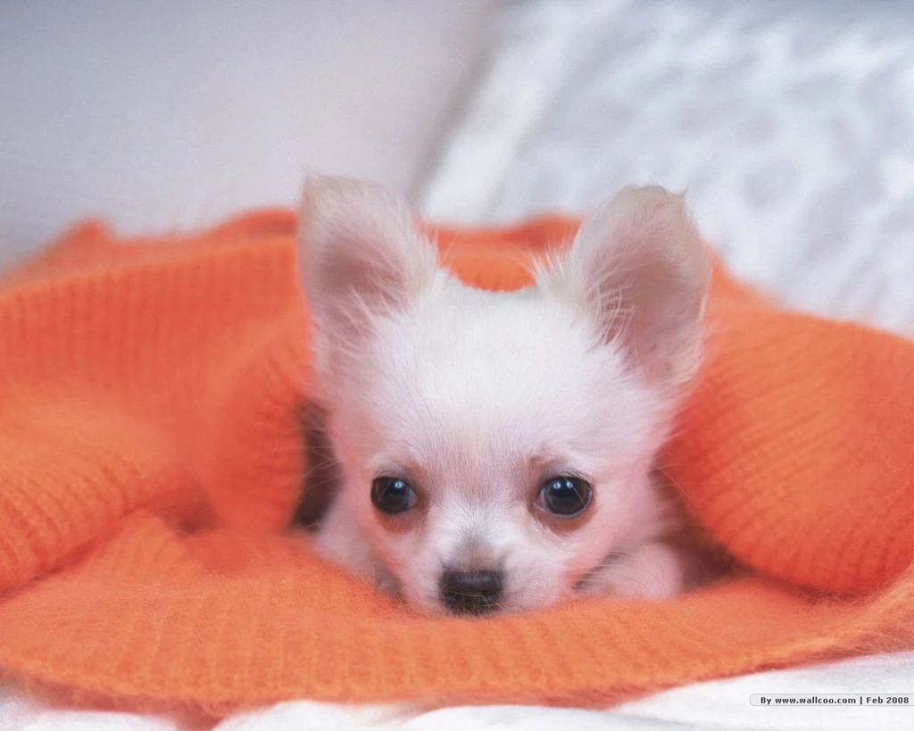 Free Dogs Wallpapers Desktop Findfree Puppies Wallpapers ...