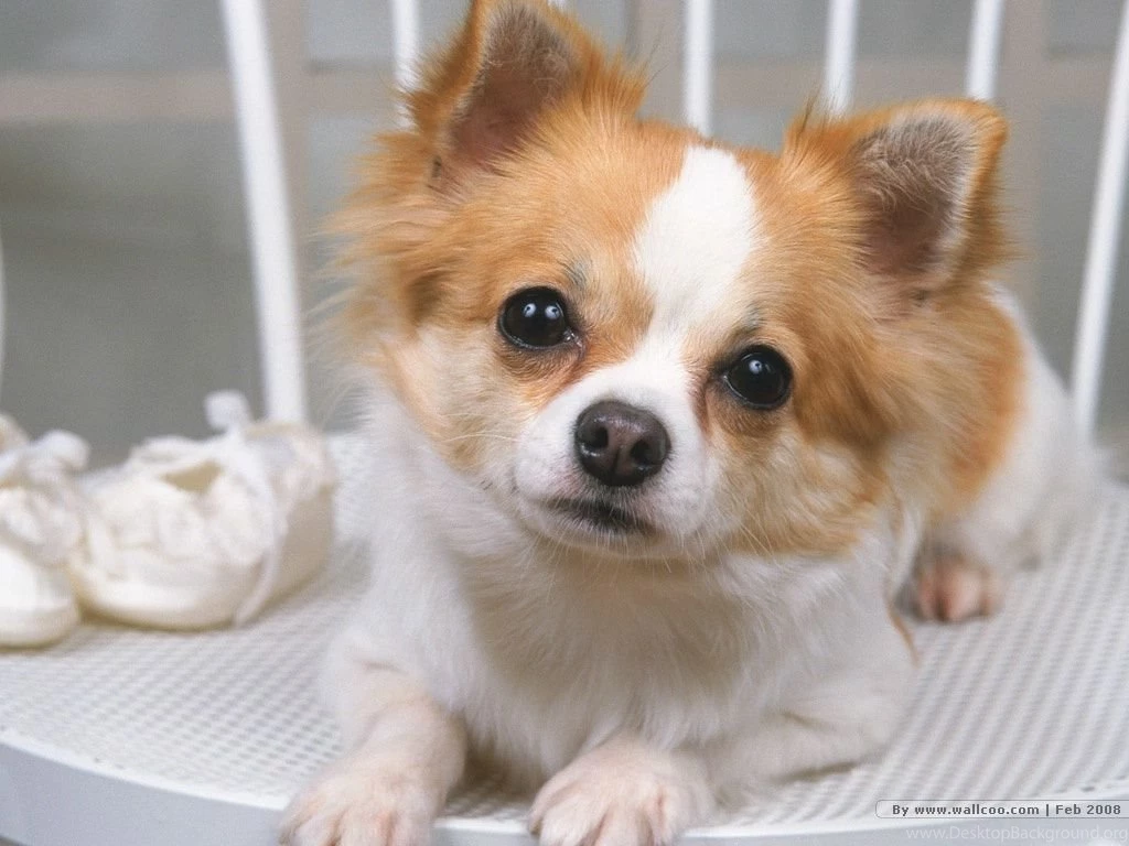 Cute Puppies Photos Lovely Puppy Portraits 1024x768 NO.5 Desktop ...