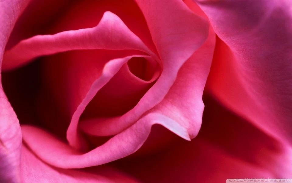 Hot Pink Rose Close Up HD Desktop Wallpapers : High Definition ...