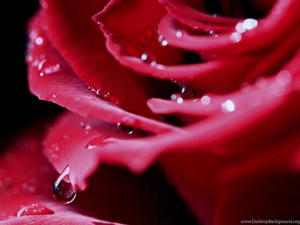 Hot Pink Rose (