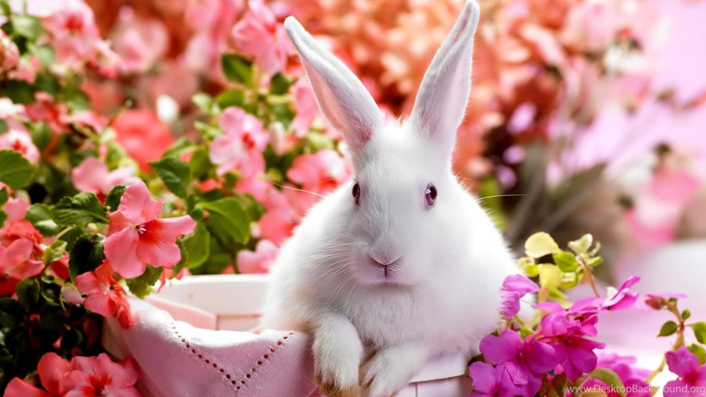 Desktop Wallpapers · Gallery · HD Notebook · New Year Bunny Laptops ...
