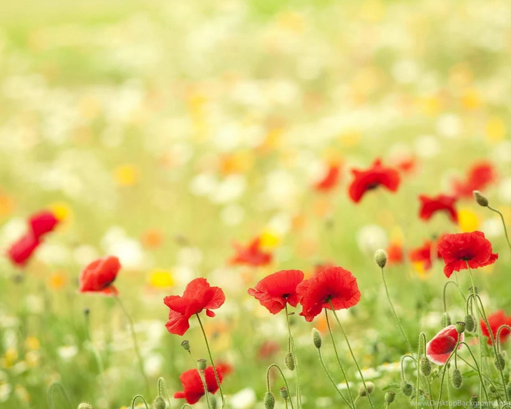 Laptop Desktop Wallpapers Desktop Backgrounds