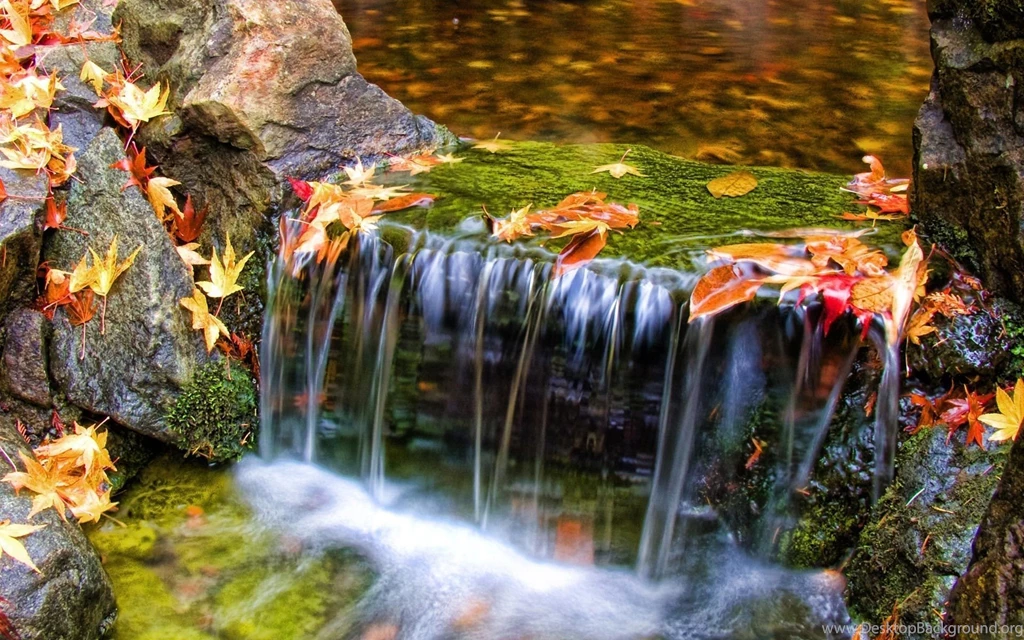 Desktop Wallpapers · Gallery · Nature · Beaver Dam Images Desktop ...