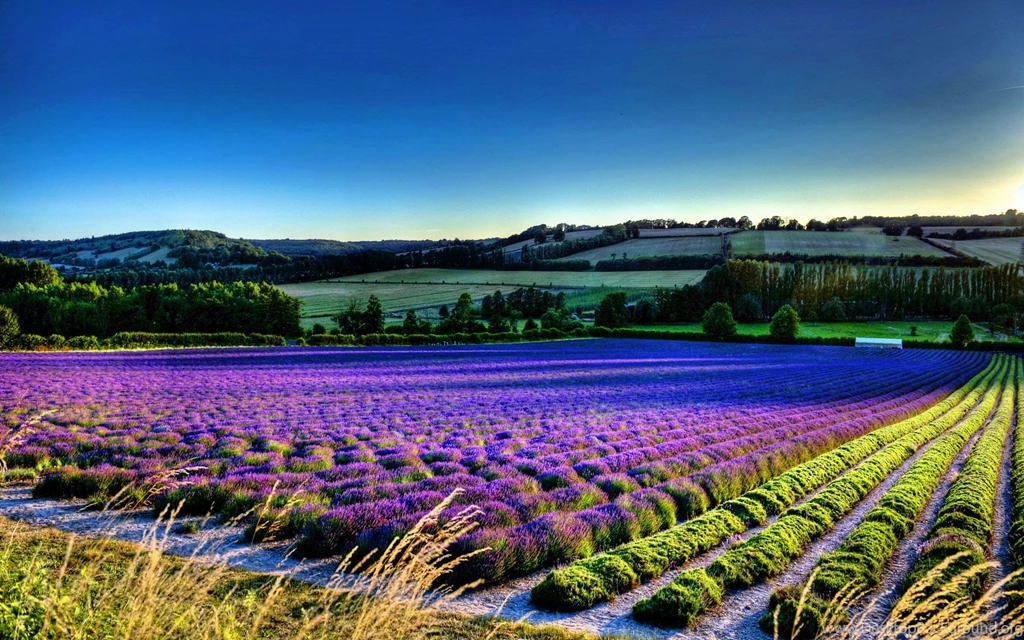 Lavender Flowers Desktop Wallpapers ~ Toptenpack.com
