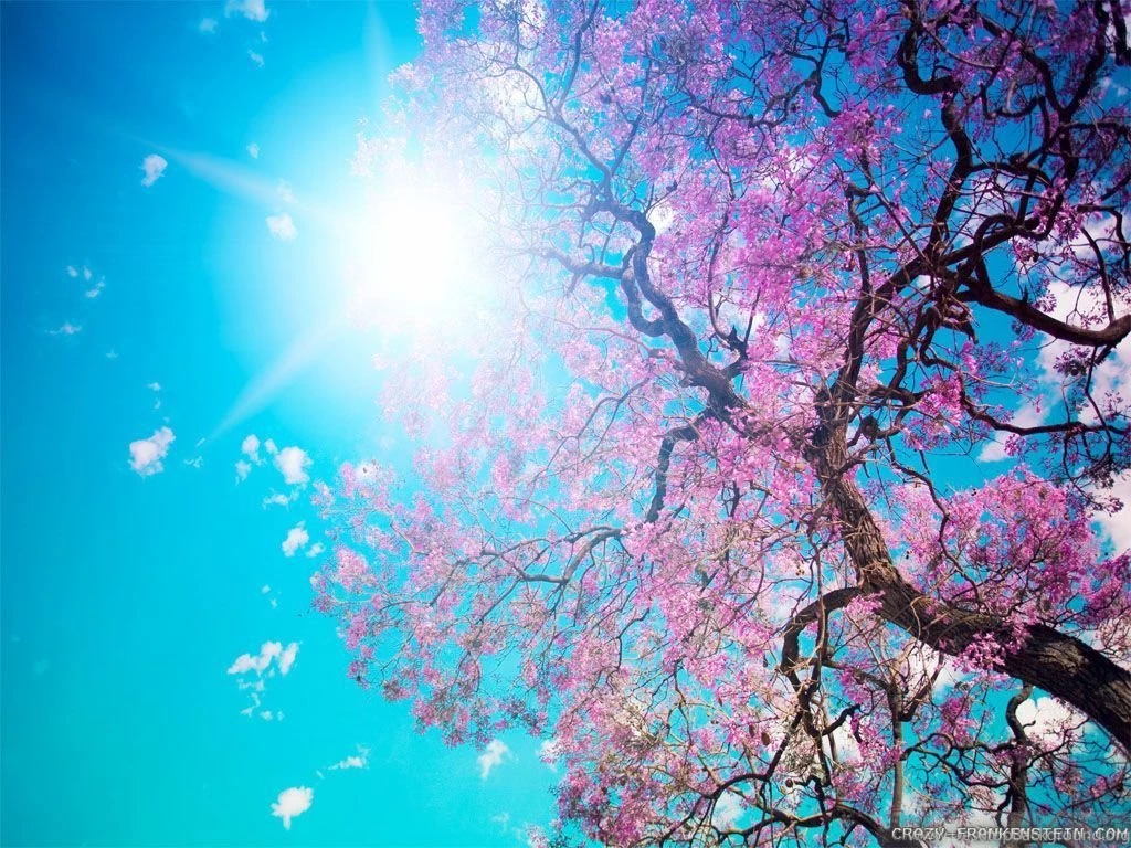 Spring Nature Wallpapers Crazy Frankenstein