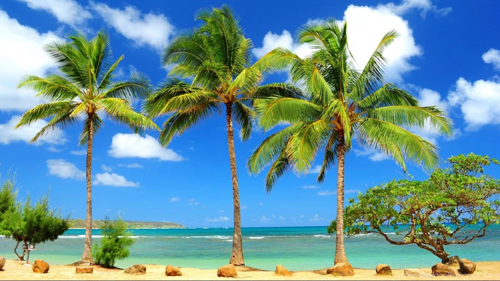 Beautiful Tree Beach 1366x768 Wallpapers HD Wallpaperss NewHD ...