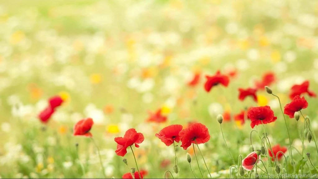 Fresh Super Of High definition Desktop Wallpapers 1366x768 ...