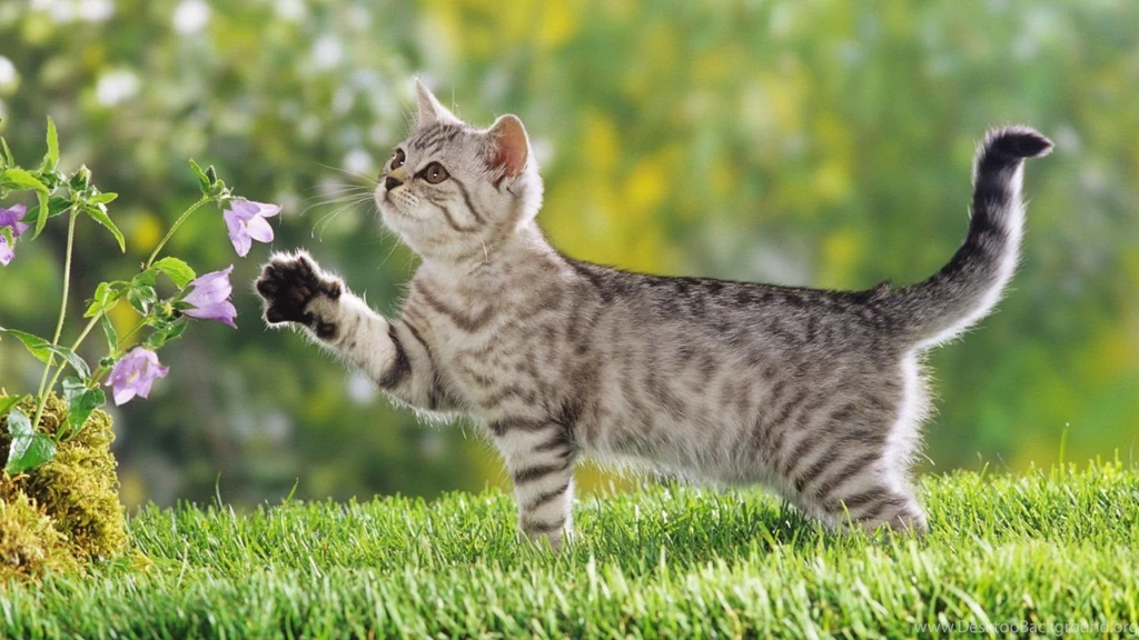 Cat Wallpapers For Mobile