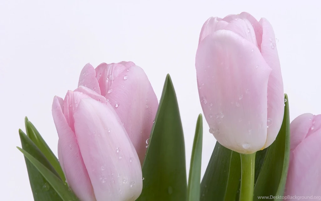 Light Pink Tulips Desktop Wallpapers