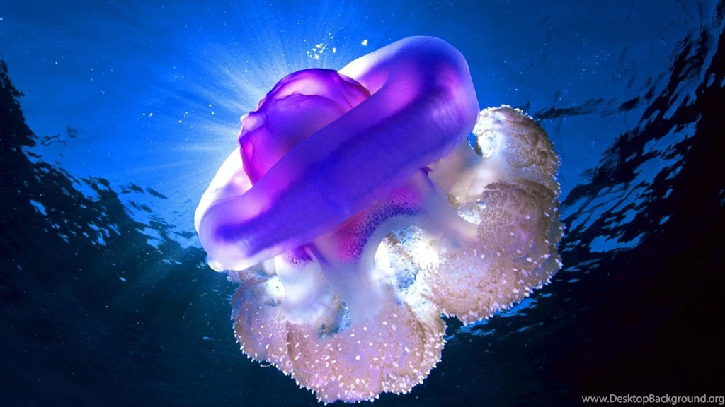 Underwater Ocean Light Desktop Backgrounds HD Wallpapers ...