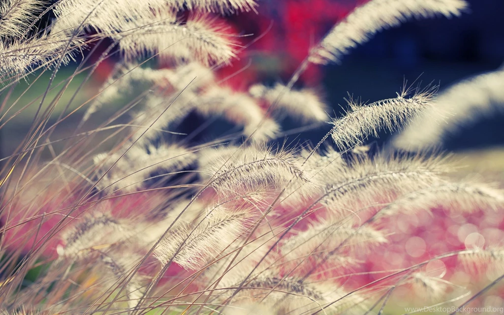 Hd nature wallpapers for mac download