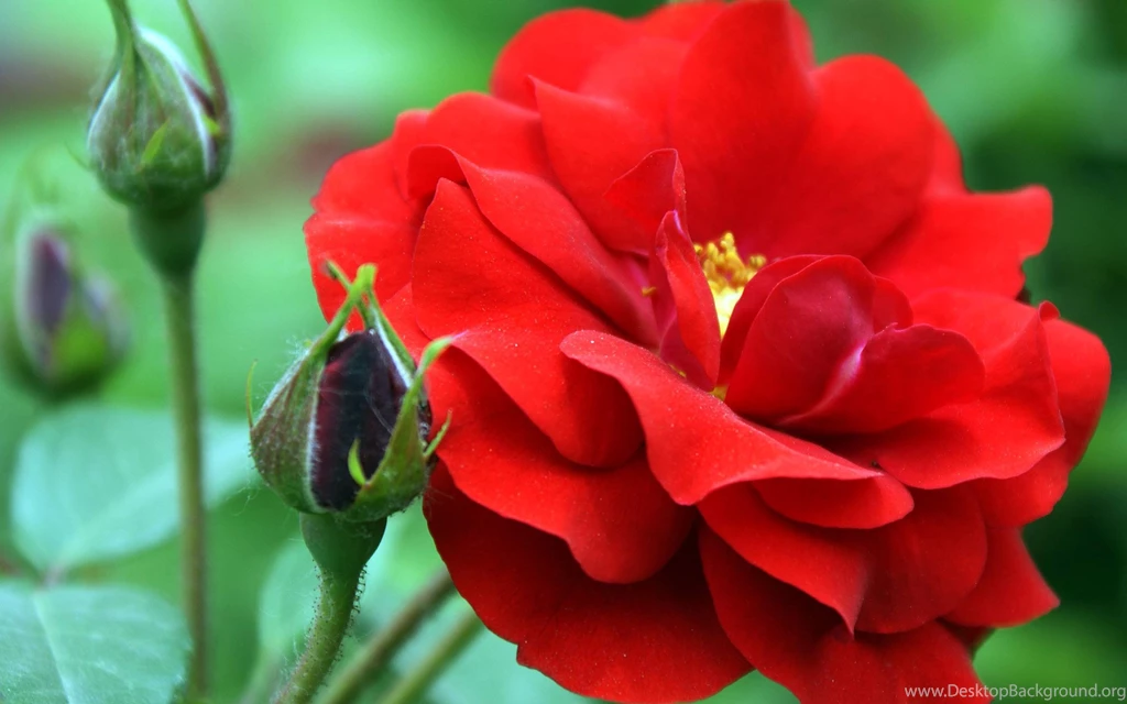 Chinese Rose, Flowers, 2880x1800 HD Wallpapers And FREE Stock Photo