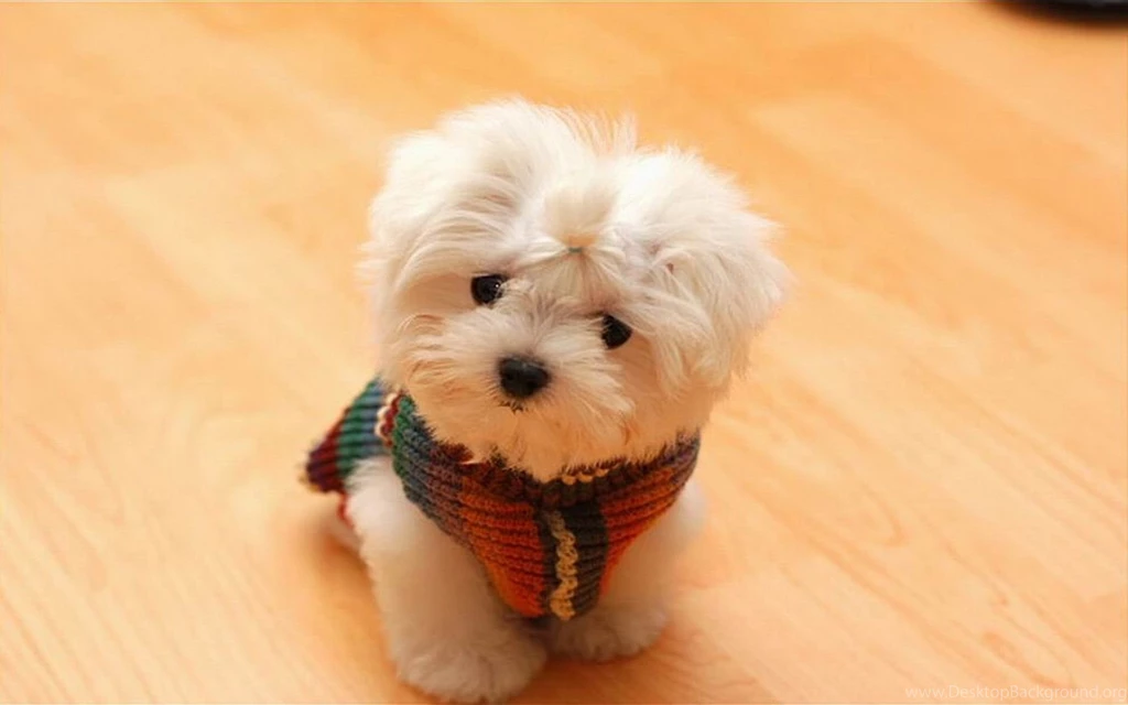 Handsome Puppy Desktop Backgrounds HD 1920x1200