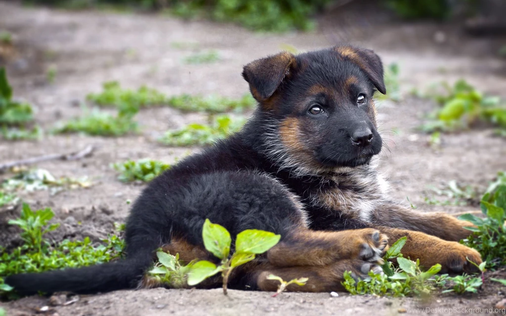 German Shepherd Puppy Desktop Wallpapers