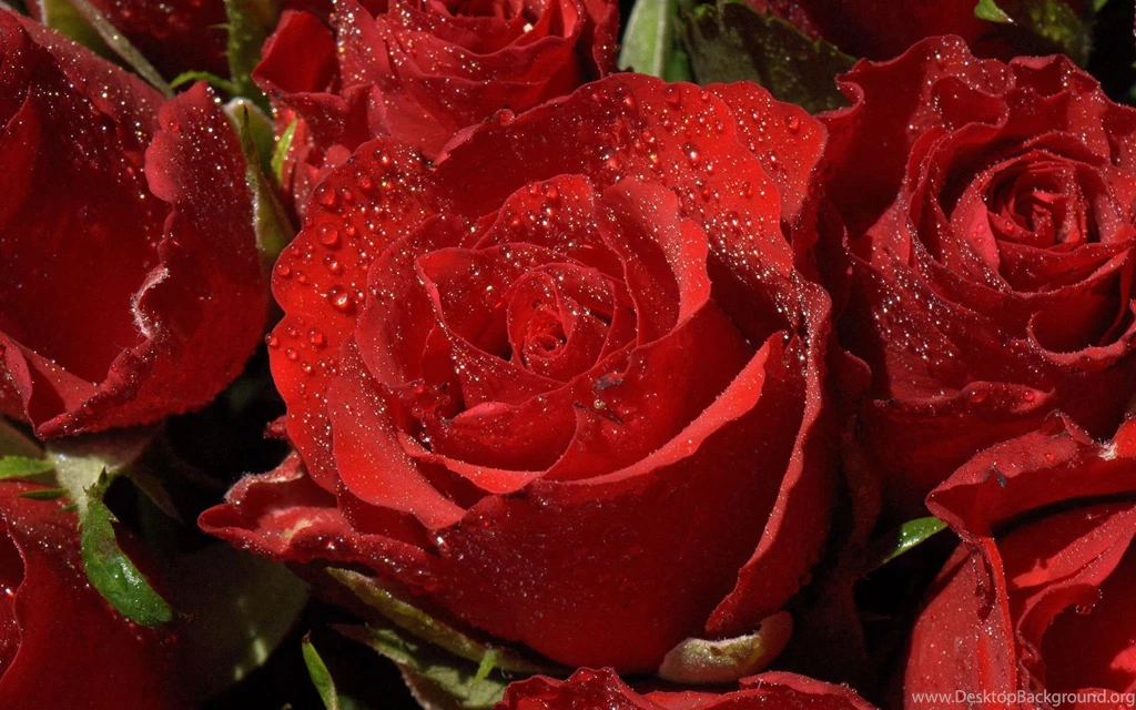 Red Rose Flowers Images And Wallpapers Download