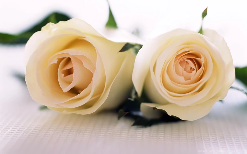 Top White Roses Hd Wallpaper Images For Pinterest