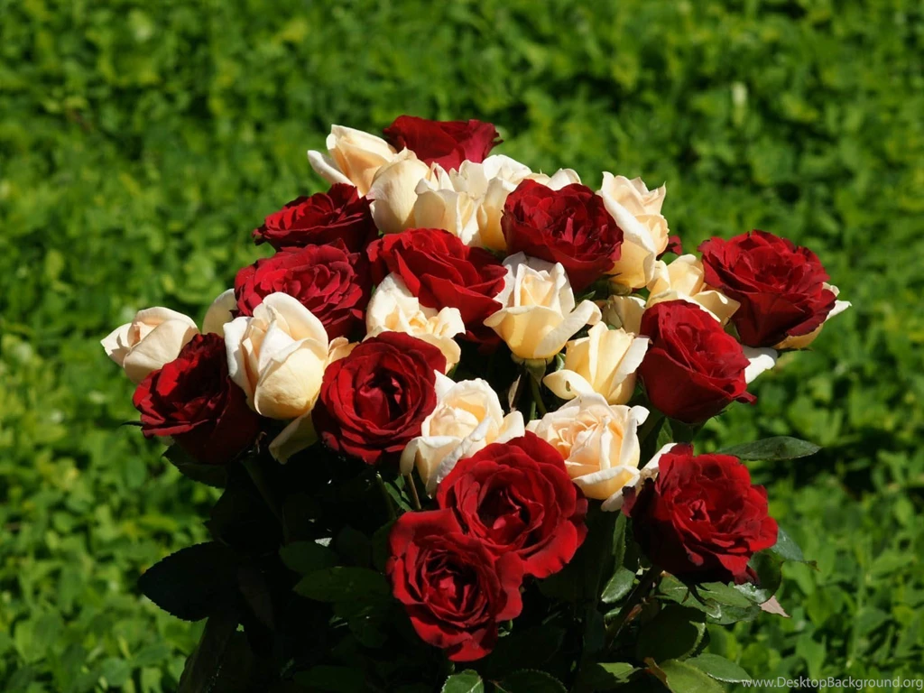 Rose Flower Wallpapers 4 Rose Flowers Wallpapers
