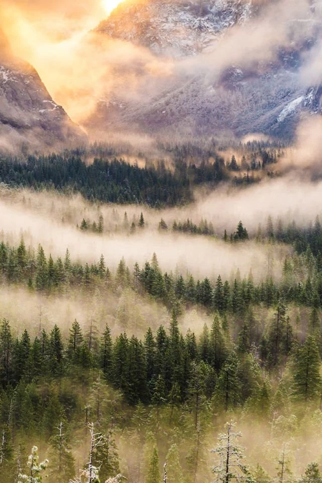 Nature Foggy Forest Mountains Landscape