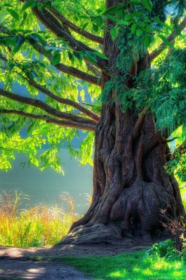 Nature Spring, Green Tree, Forest iPhone Wallpapers