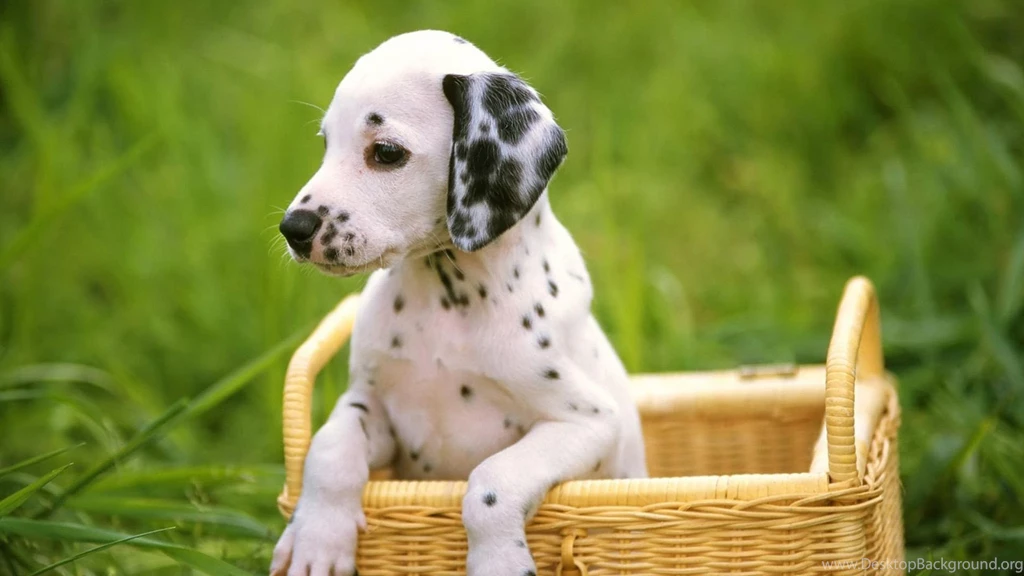 Cute Puppies Wallpapers HD Desktop Wallpapers PowerballForLife
