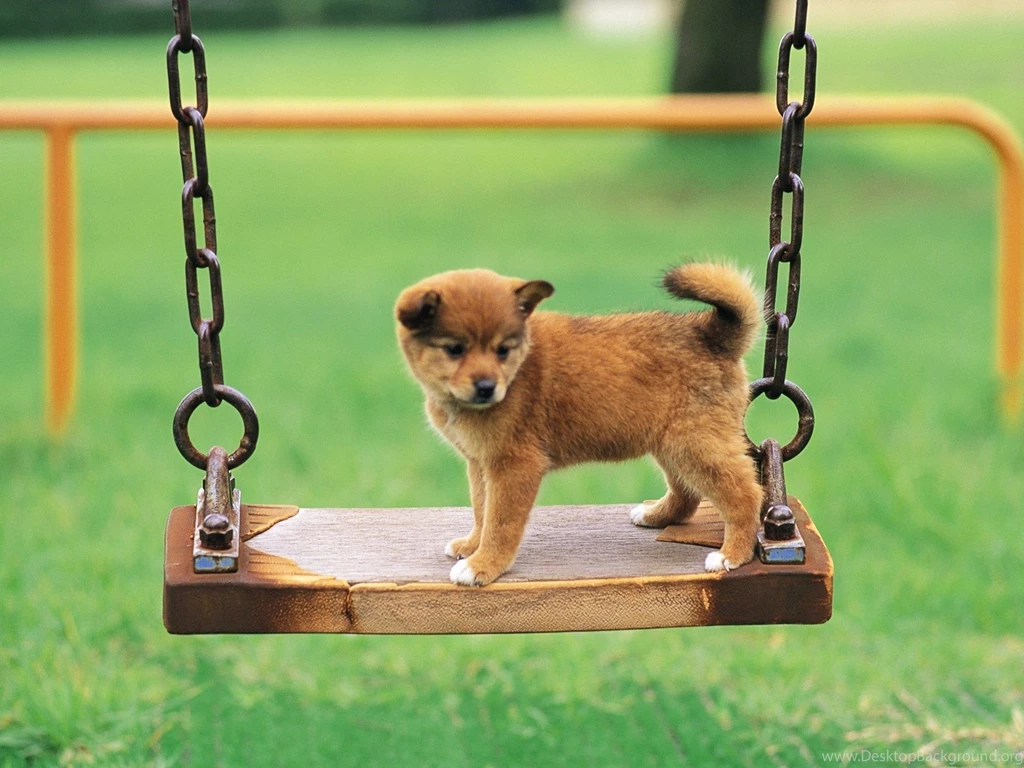 Free Download Shiba Inu Puppies Wallpapers HD