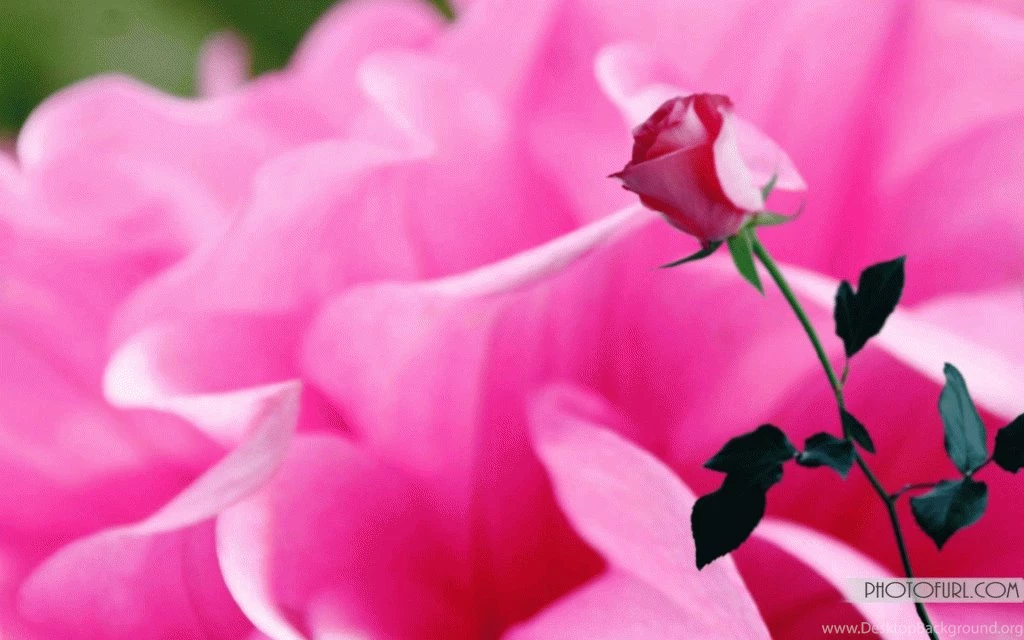 New Flower Wallpapers