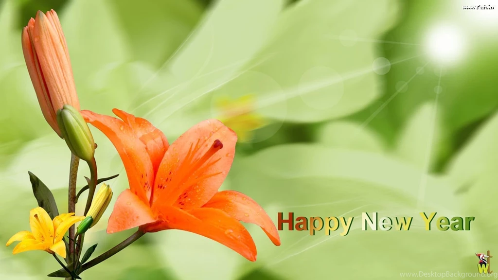 New Flower Wallpapers Widescreen HD Wallpapers