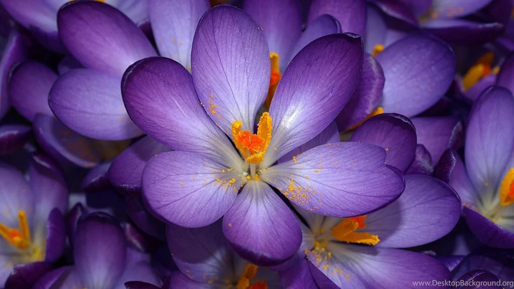 Hd Flower Wallpapers All Wallpapers New