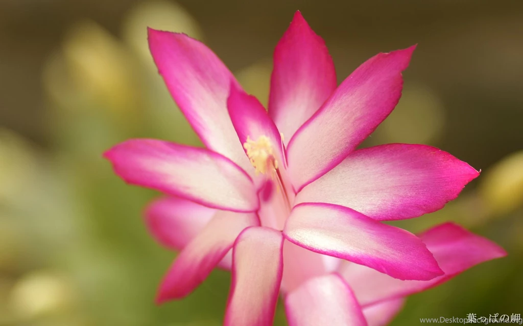 HD Flowers Wallpapers 1920x1200 Photo 77 Of 80