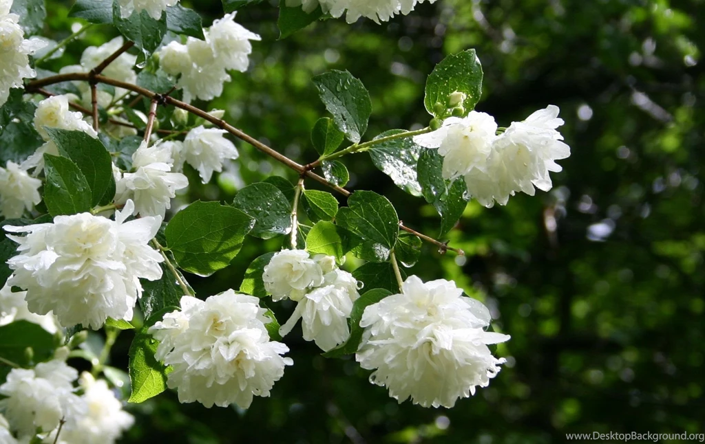 Jasmine Flower Wallpapers