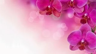 WALLPAPERS OF NATURE & LANDSCAPE