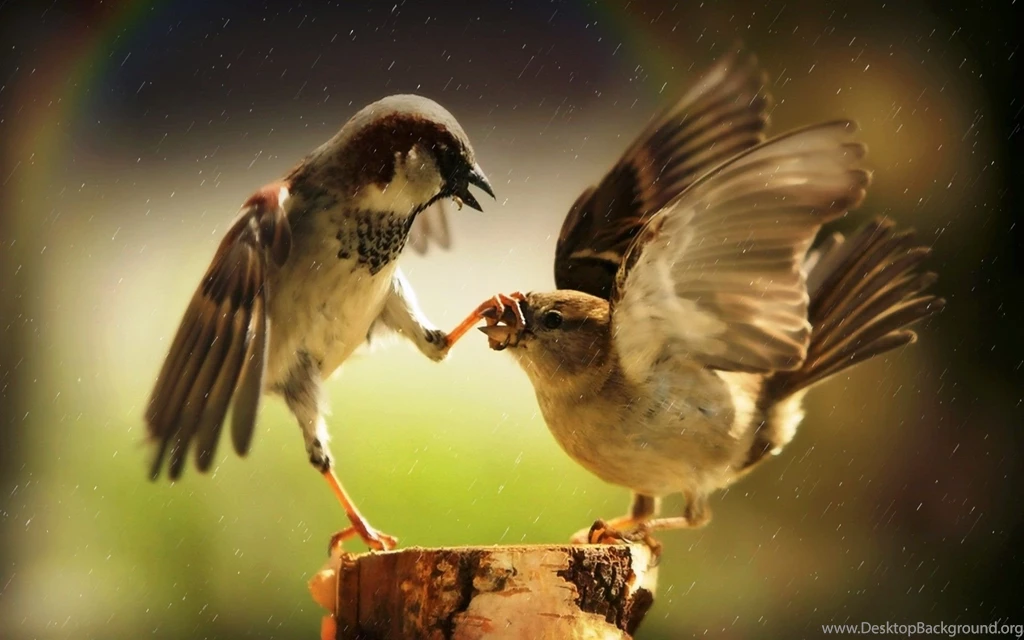 6 animal bird wallpaper.jpg