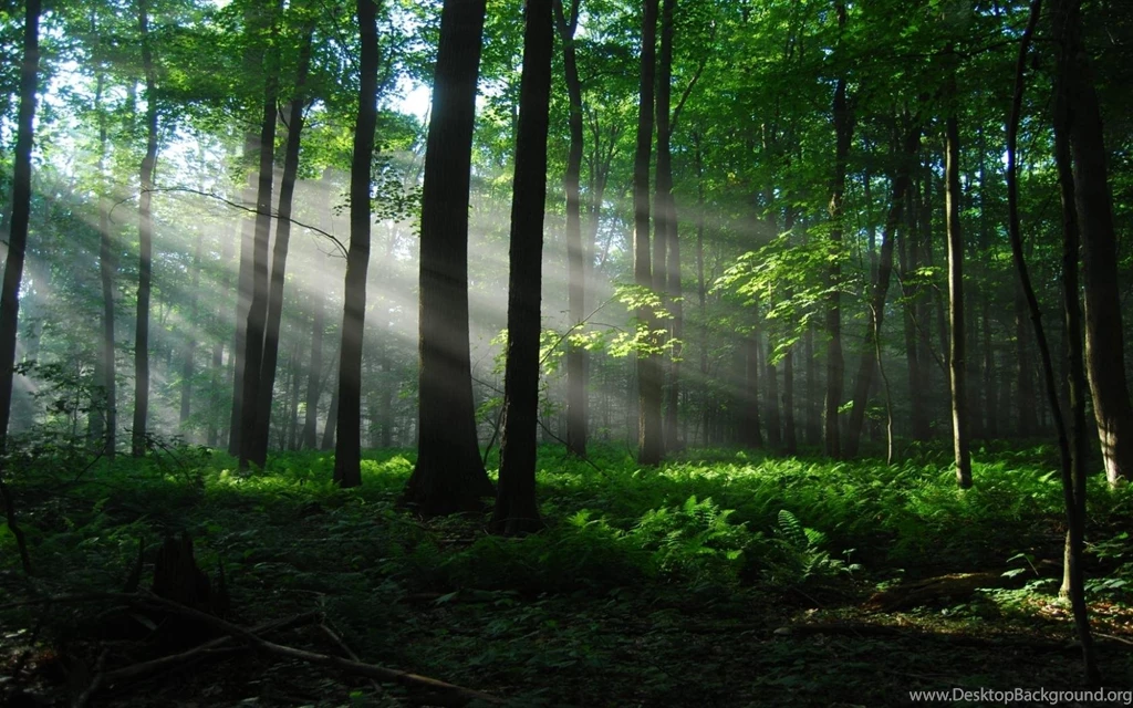 Forest Tree Nature Wallpapers 1680x1050 For 19 Inch Widescreen ...
