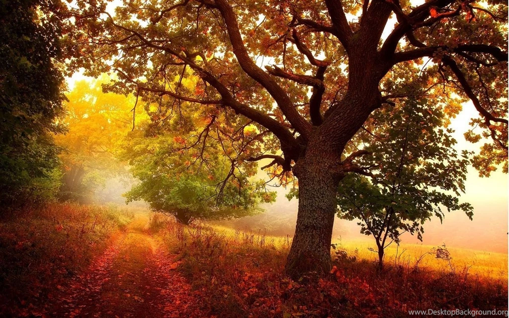 1280x800 Nature In Autumn Wallpapers