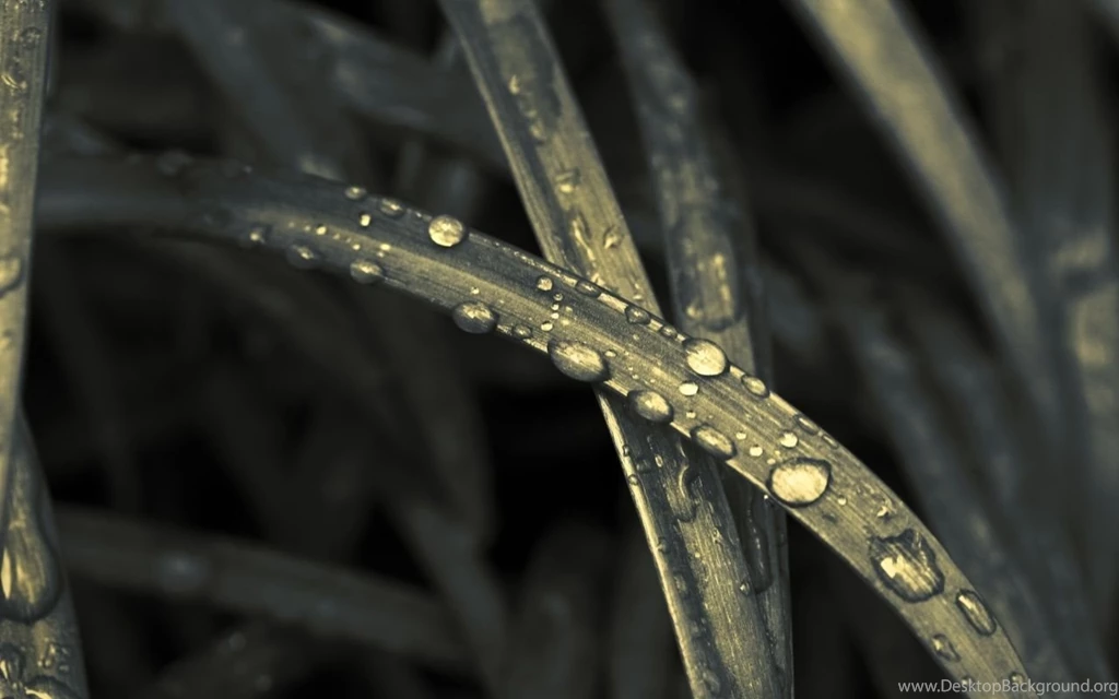 1280x800 Nature Tears I Desktop PC And Mac Wallpapers