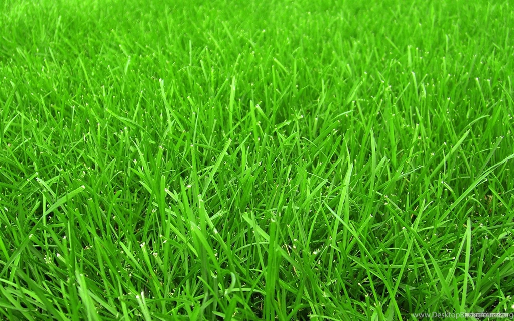 Grass