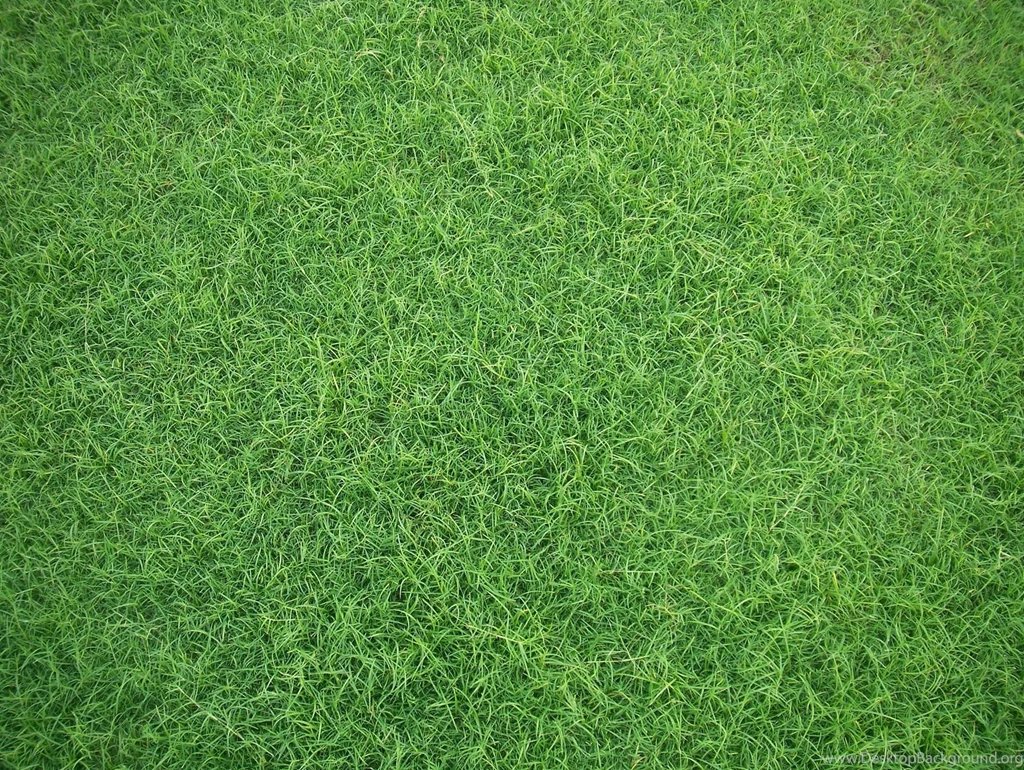Green Grass Backgrounds Eighteen