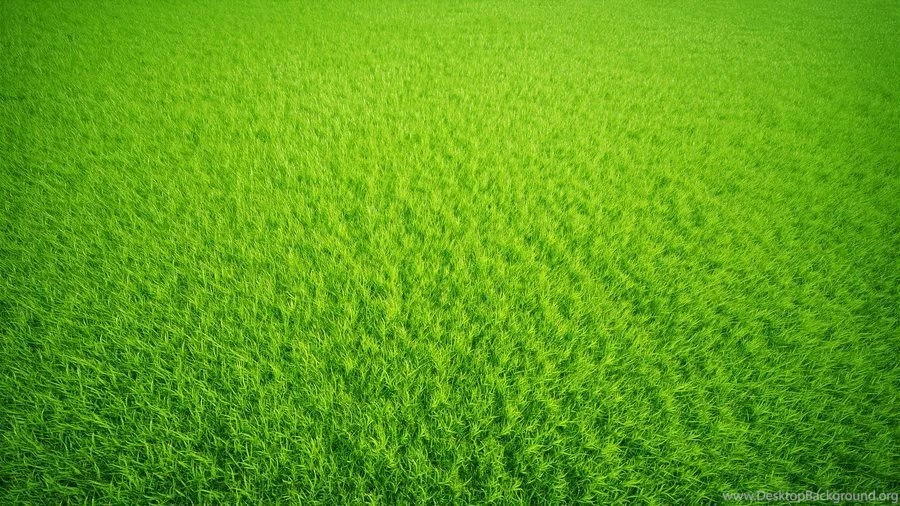 Gallery For Green Grass Background Images