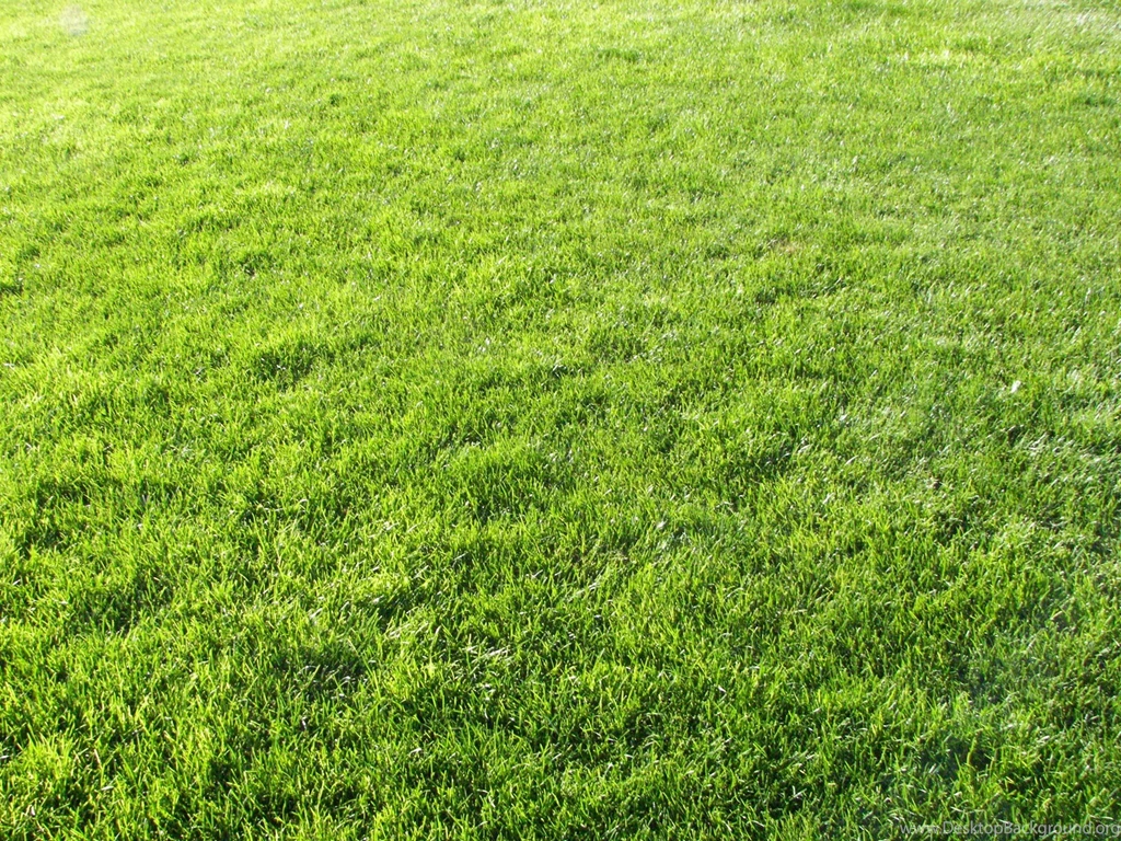 Green Grass Backgrounds Sixteen