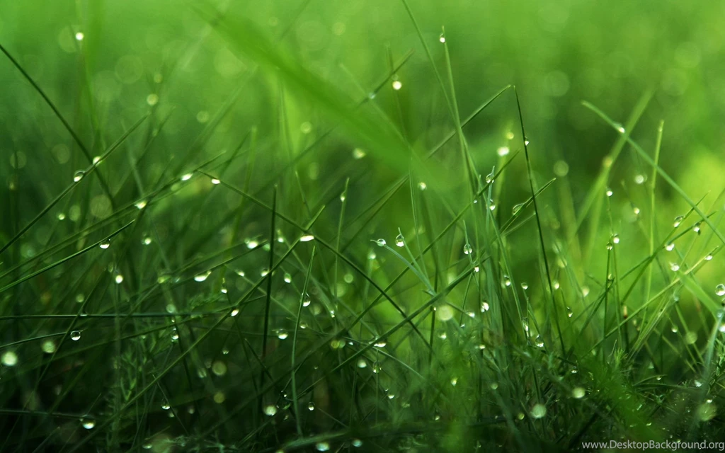 Green Grass After Rain HD Wallpapers.jpg