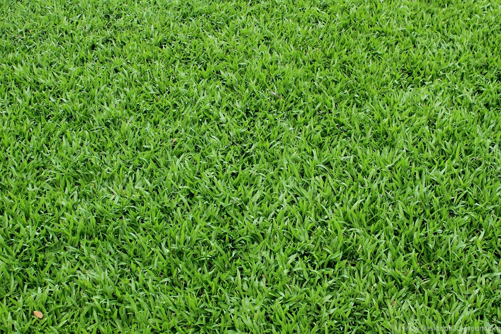 Green Grass Backgrounds Twenty eight