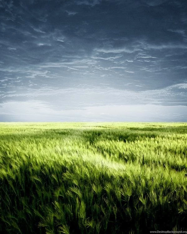 Backgrounds Grass Field By Moonchild ljilja On DeviantArt