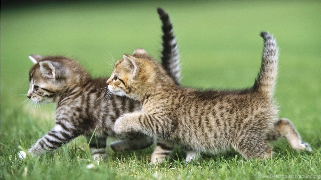Animal cute full hd wallpaper 22295 hd widescreen wallpapers ...