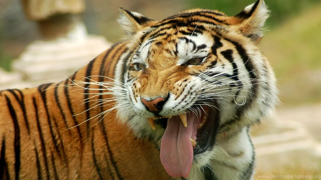 30 Beautiful Animal Of The World HD Wallpapers SET 1 Photo 4 Of ...